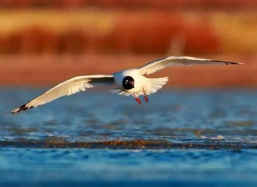 智絡軟件國慶出游啰嗦小提醒 智絡軟件國慶出游啰嗦小提醒